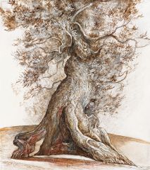 Olivenbaum, 1985, Sepiazeichnung, 36 × 31 cm